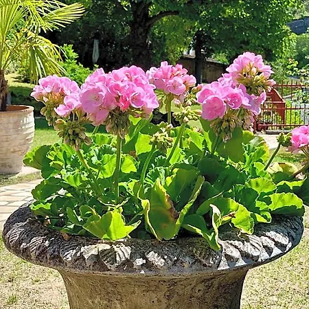 St. Hubert Bed & Breakfast Saint-Nectaire